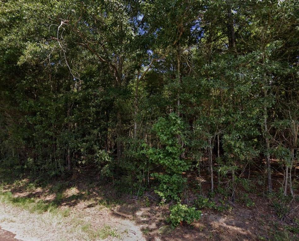 a view of a forest with trees in the background