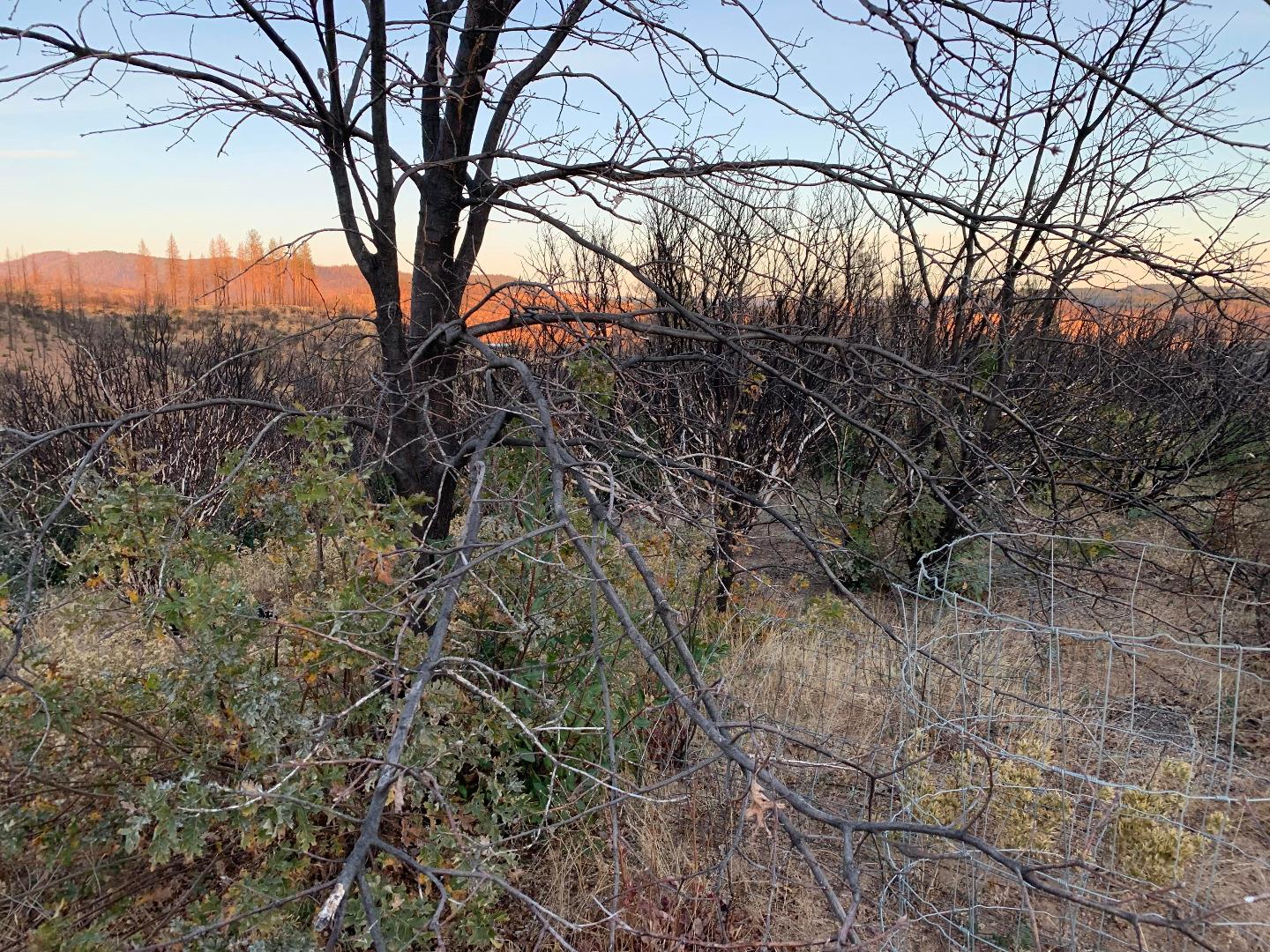 a view of a forest filled with trees