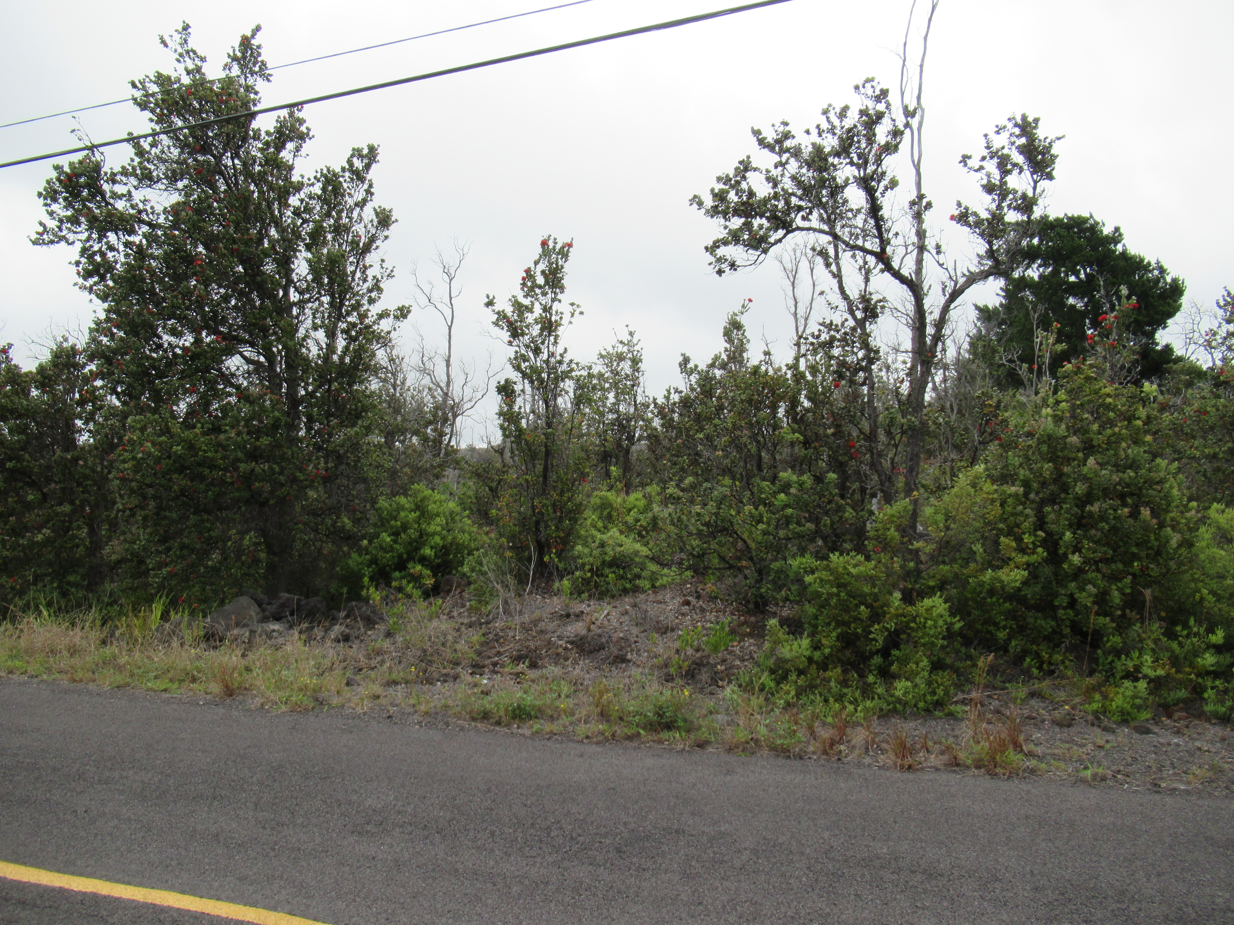 a view of a forest with a tree