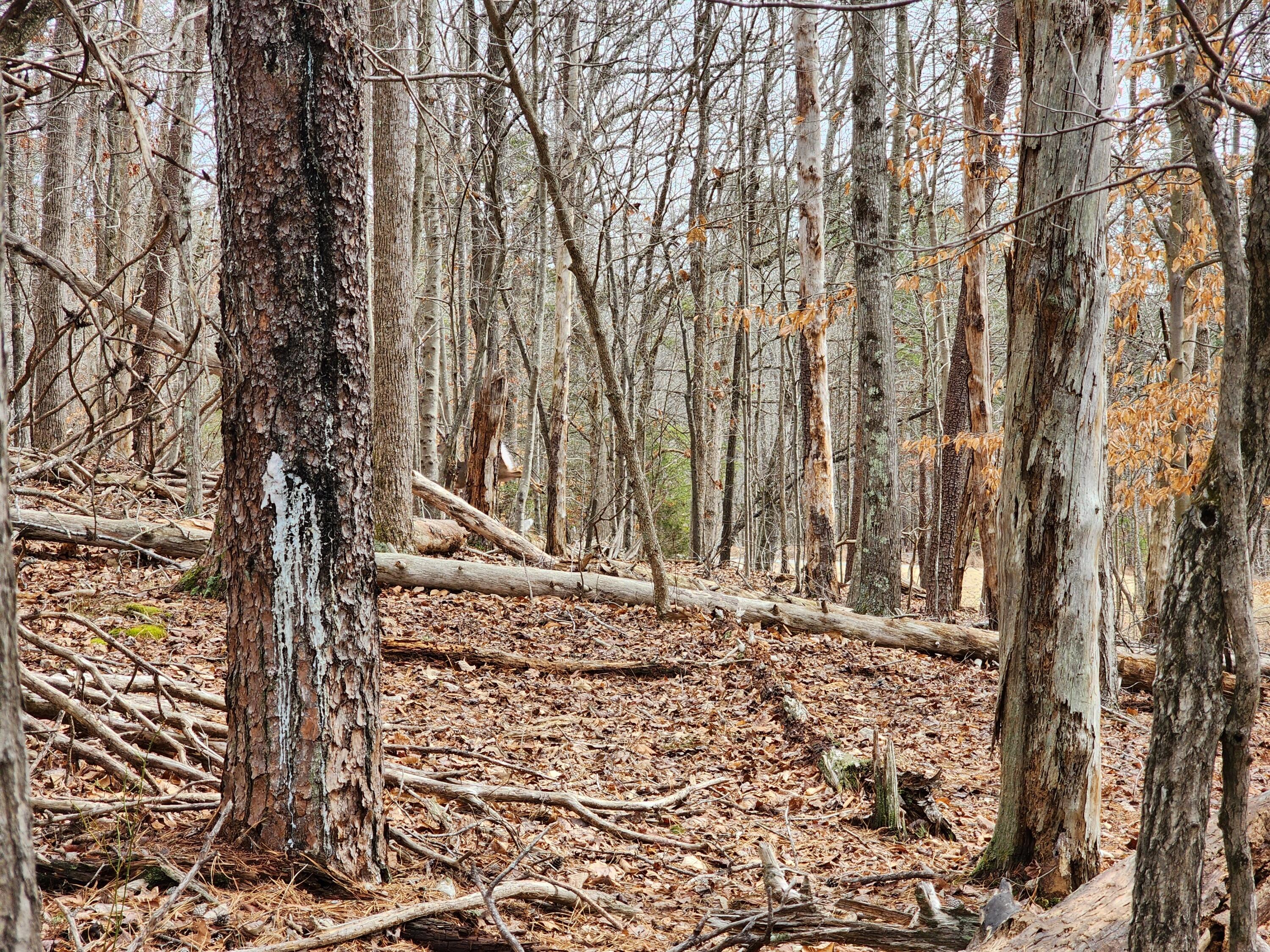 a view of a yard with large trees