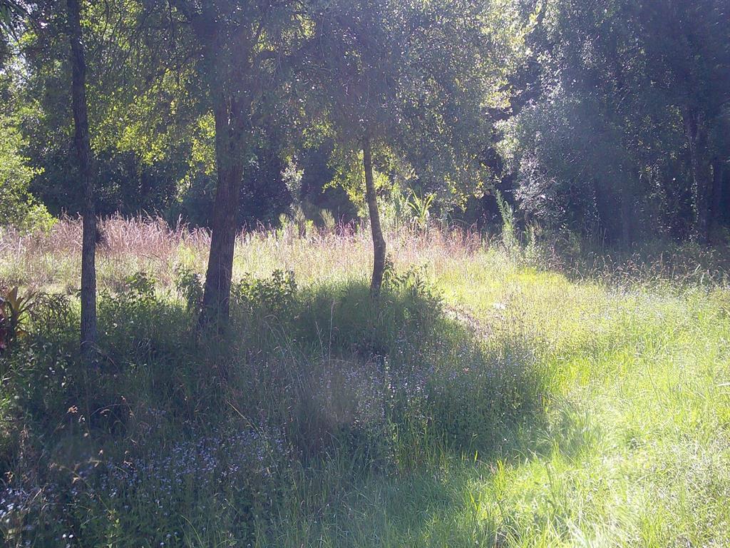 a view of a lake from a yard