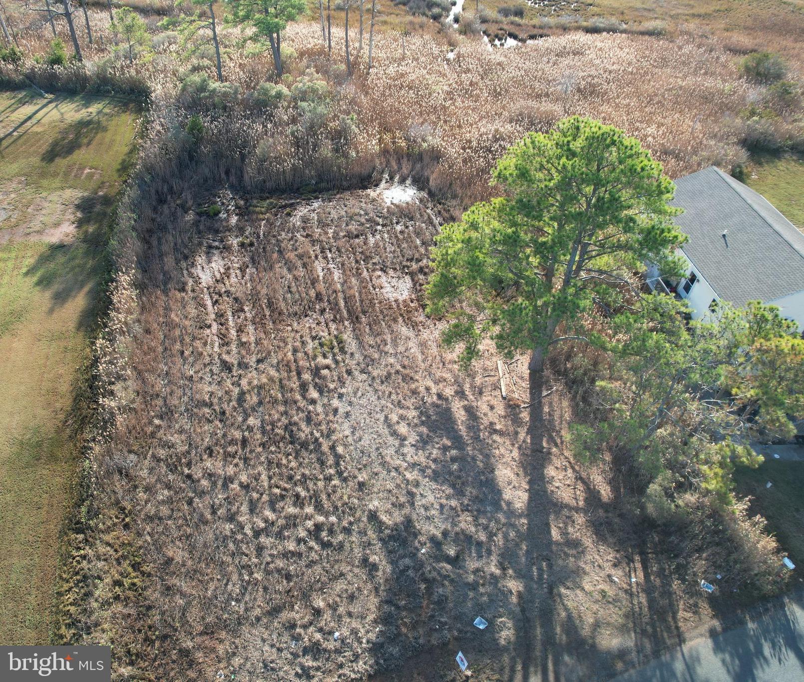 a view of a tree with a yard