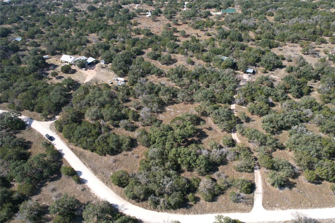 a view of a forest with a tree