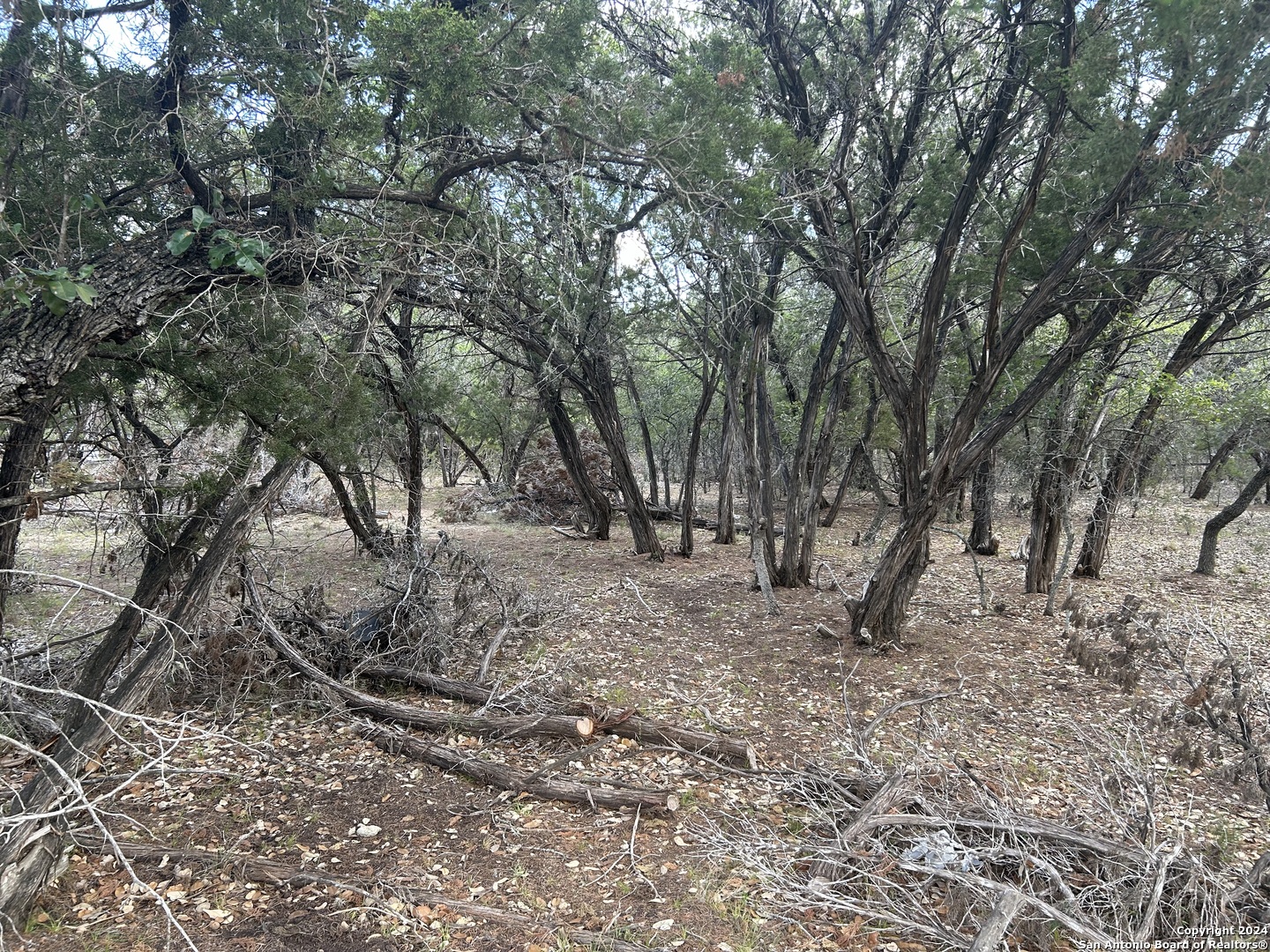 a view of a forest filled with trees