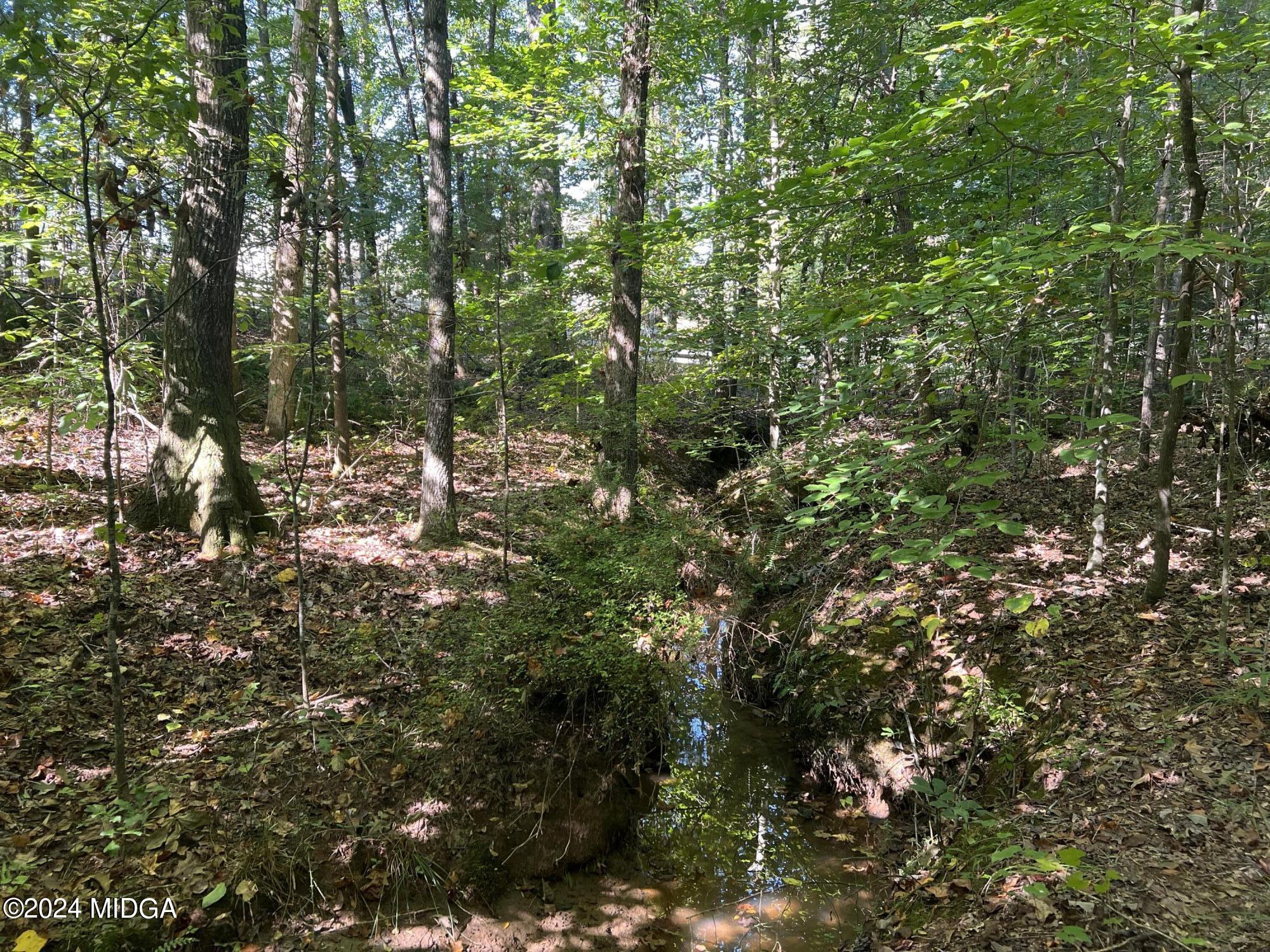 a view of a forest with a tree