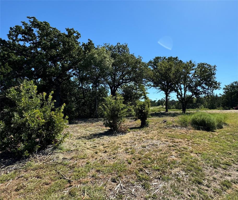 a view of a park with large trees