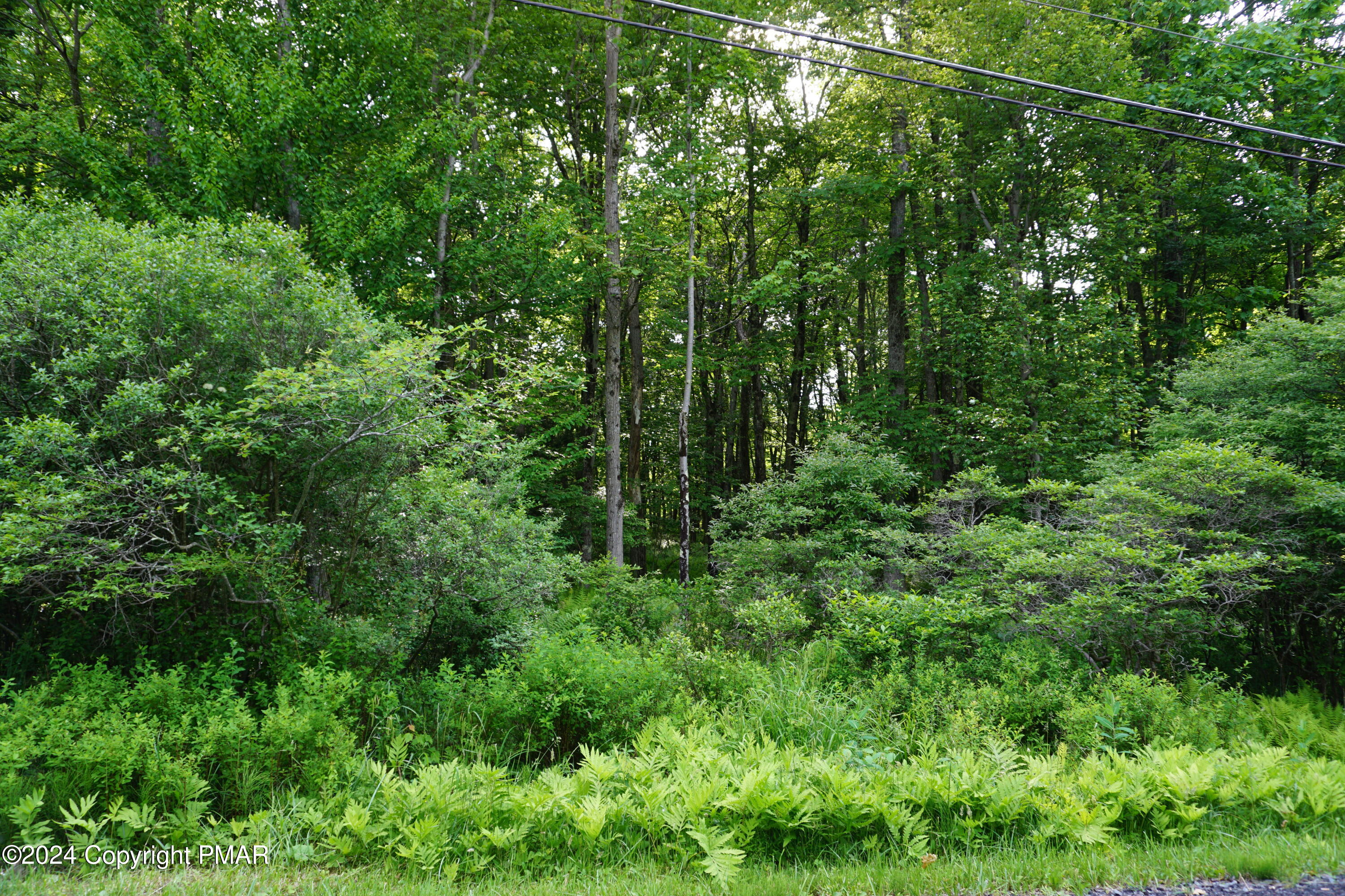 a view of a lush green forest