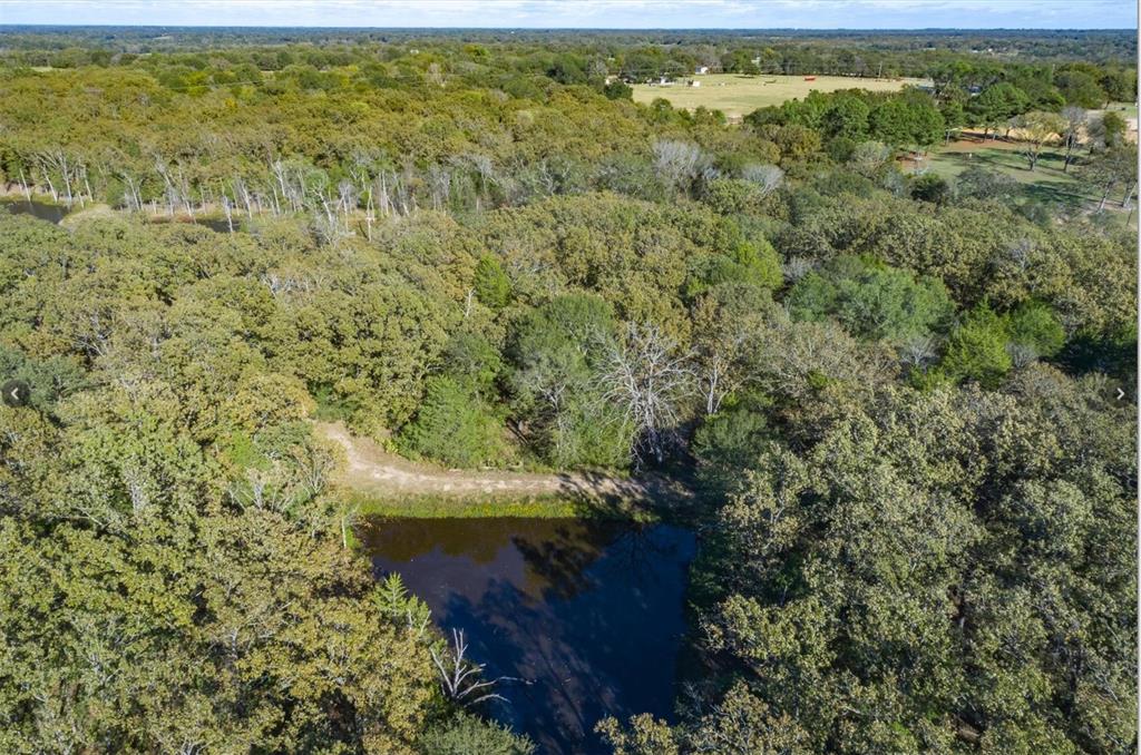 a view of a forest with a yard