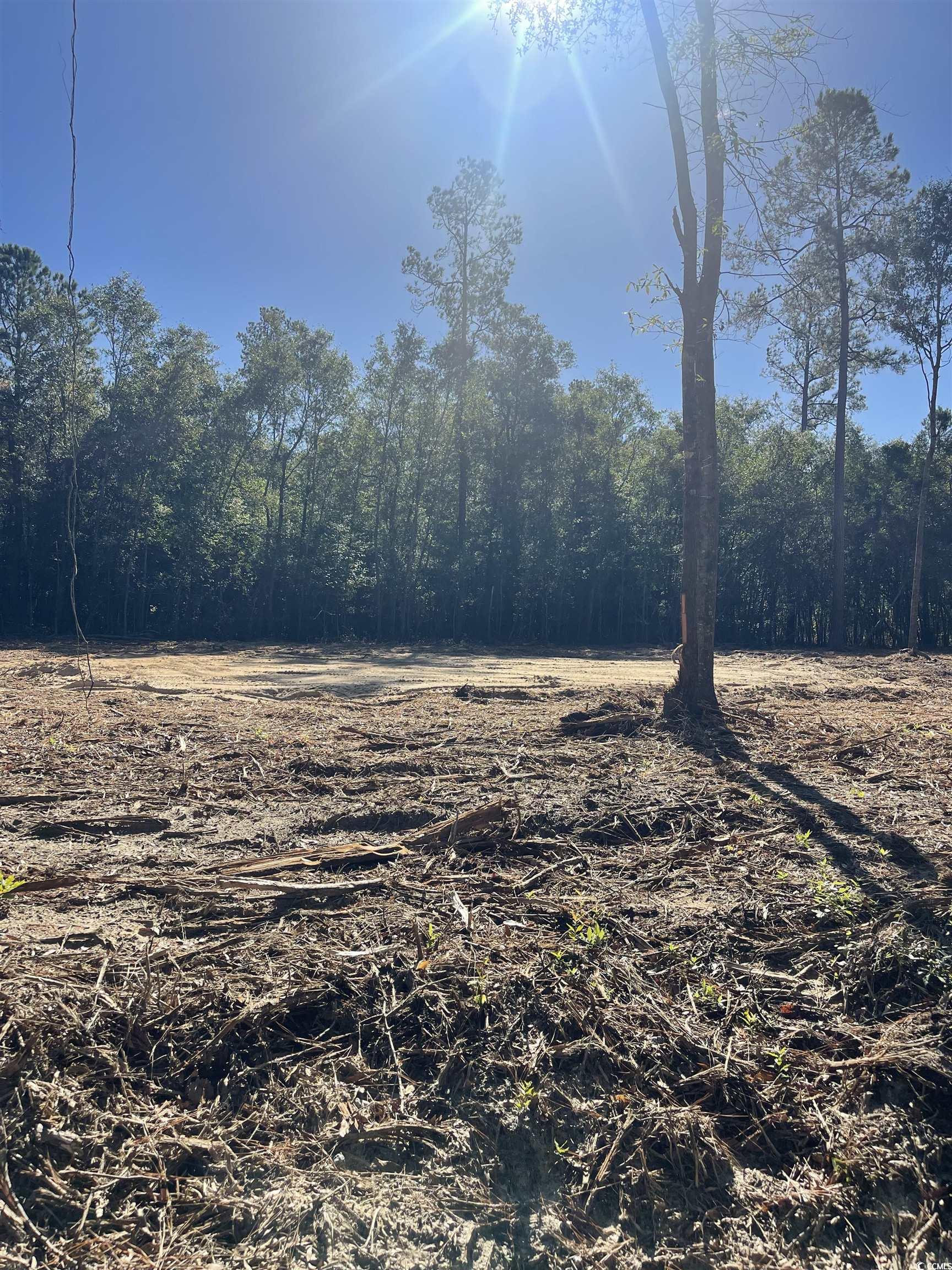 View of local wilderness