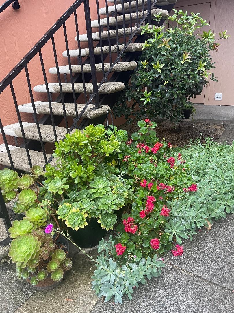 a flower view in front of a house