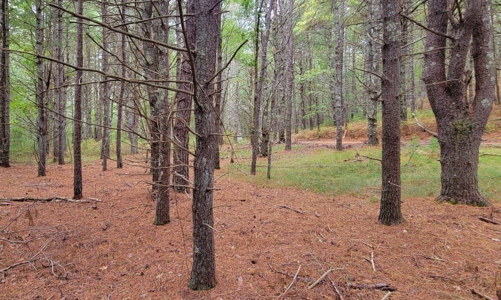 a view of a yard with a tree