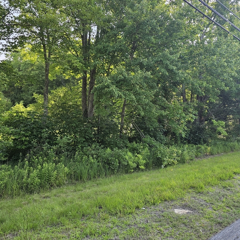 a view of a lush green forest