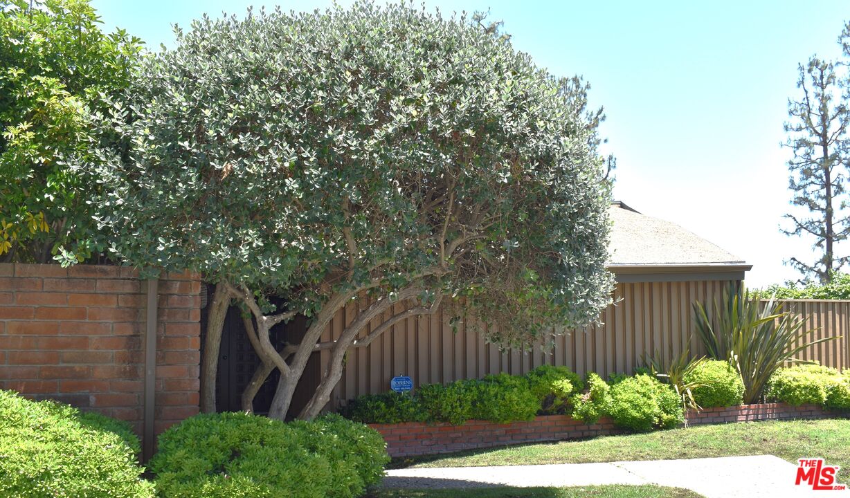 a view of a backyard with plants and large trees