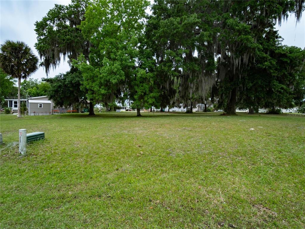 a view of a tree in a yard