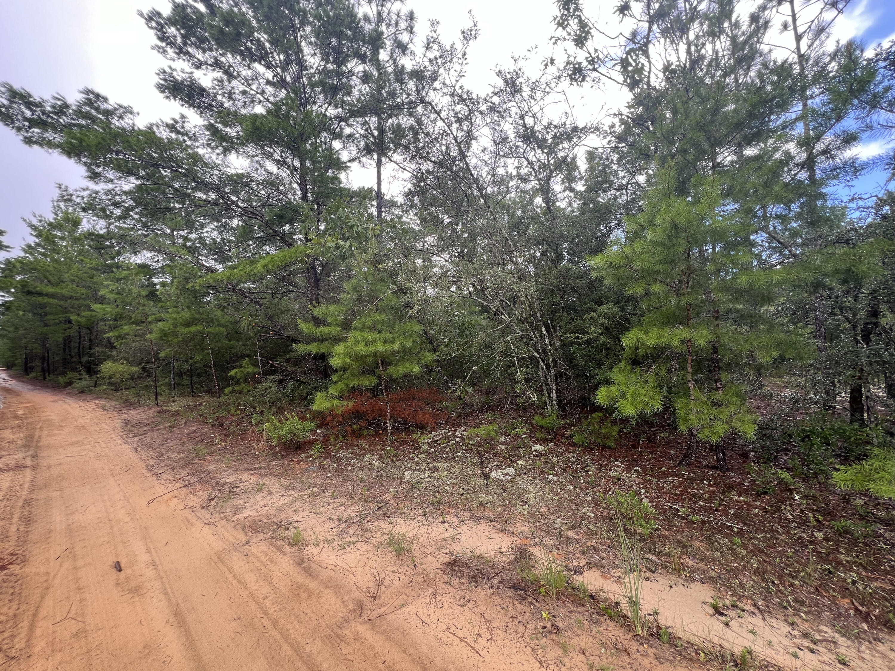 a view of a forest with trees in the background