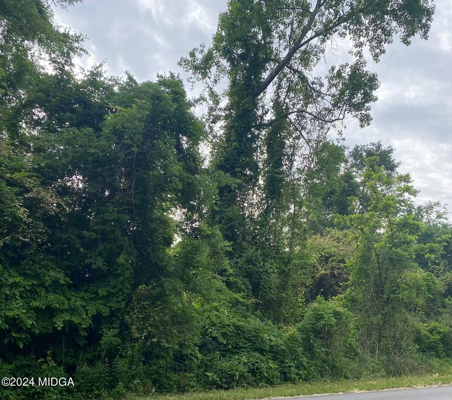 a view of a forest with a tree