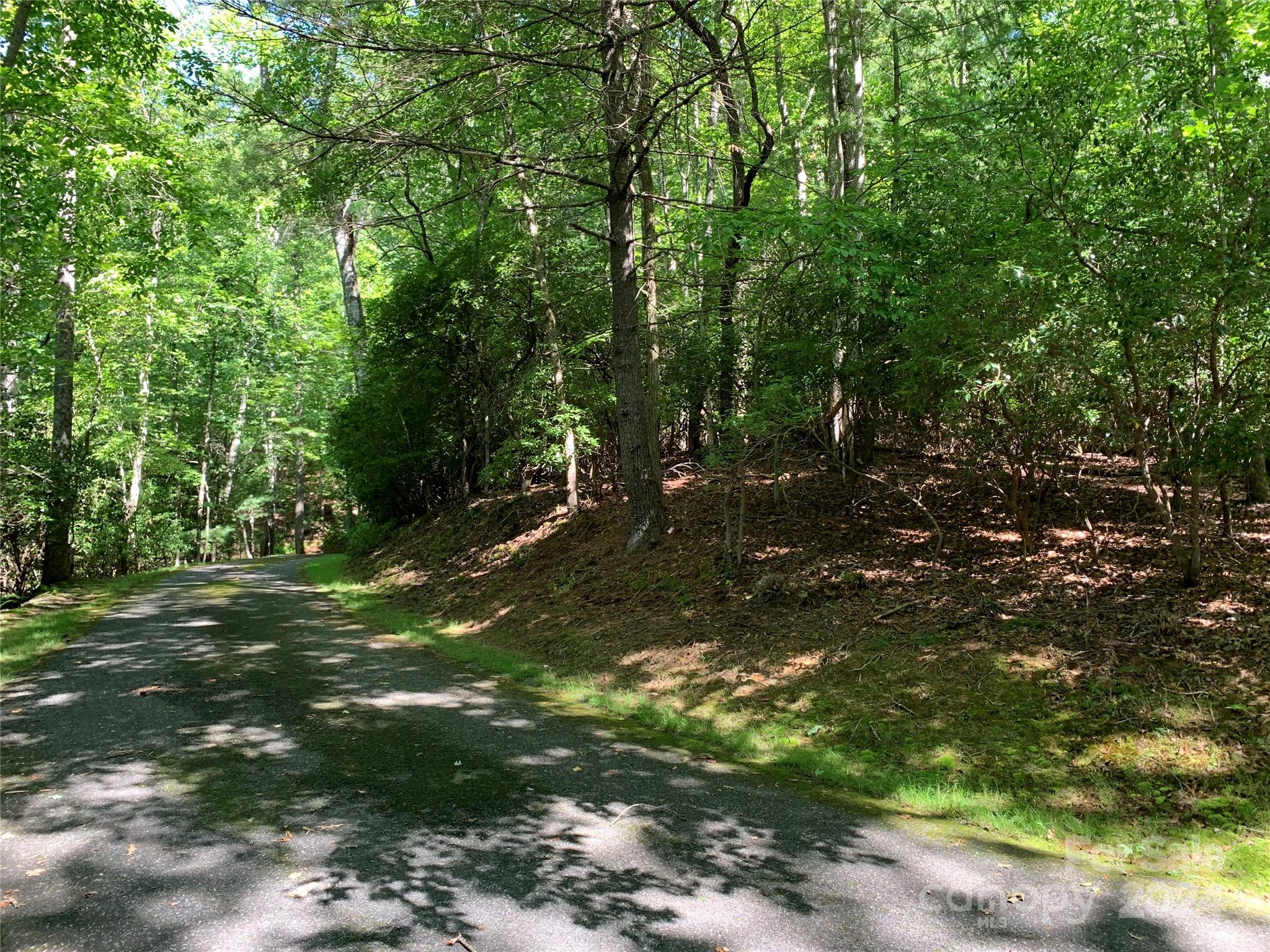 a view of a forest