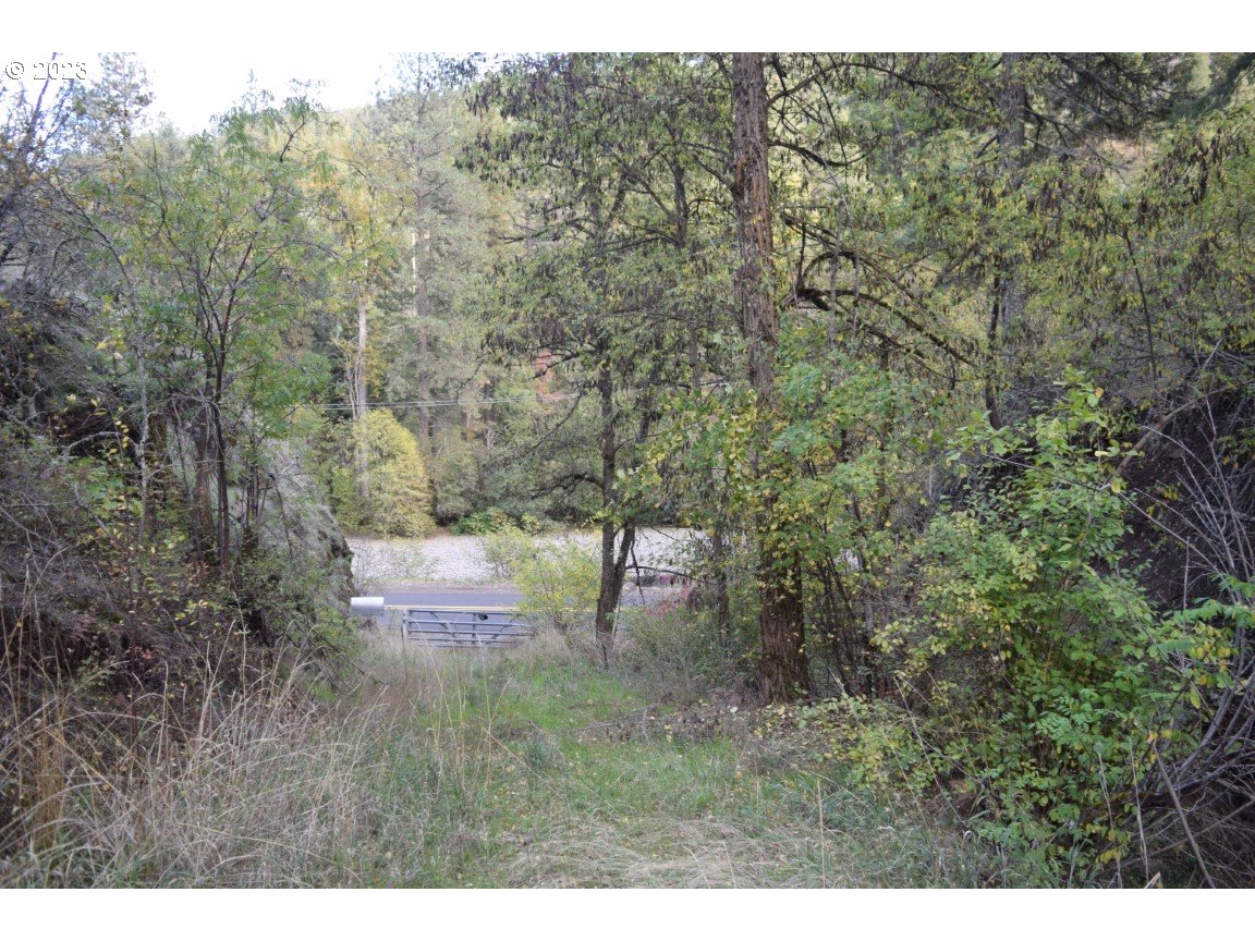 a view of a yard with a tree