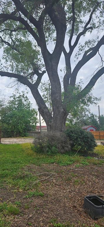 a view of a yard with plants and large trees