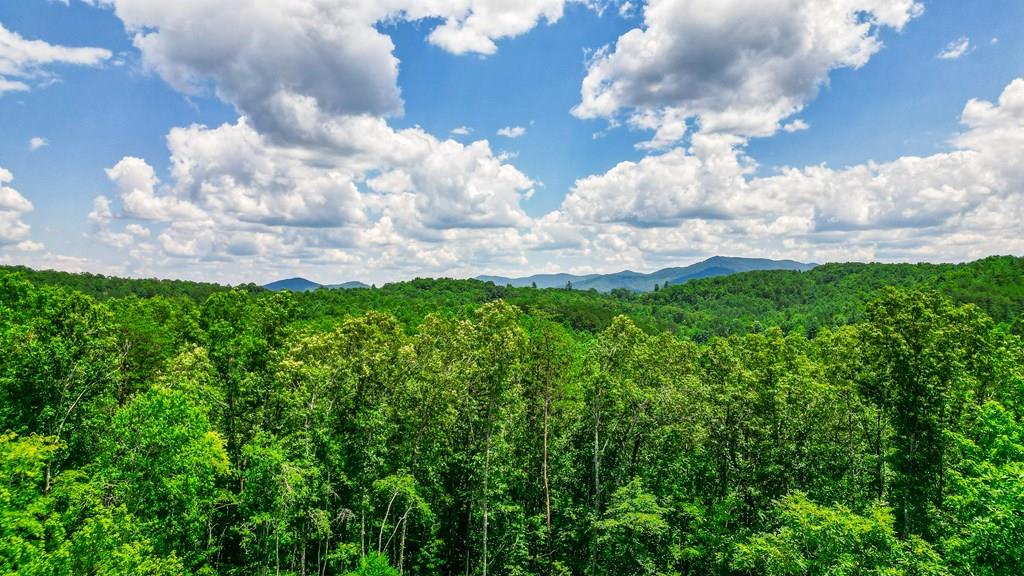 a view of a bunch of trees in bunch