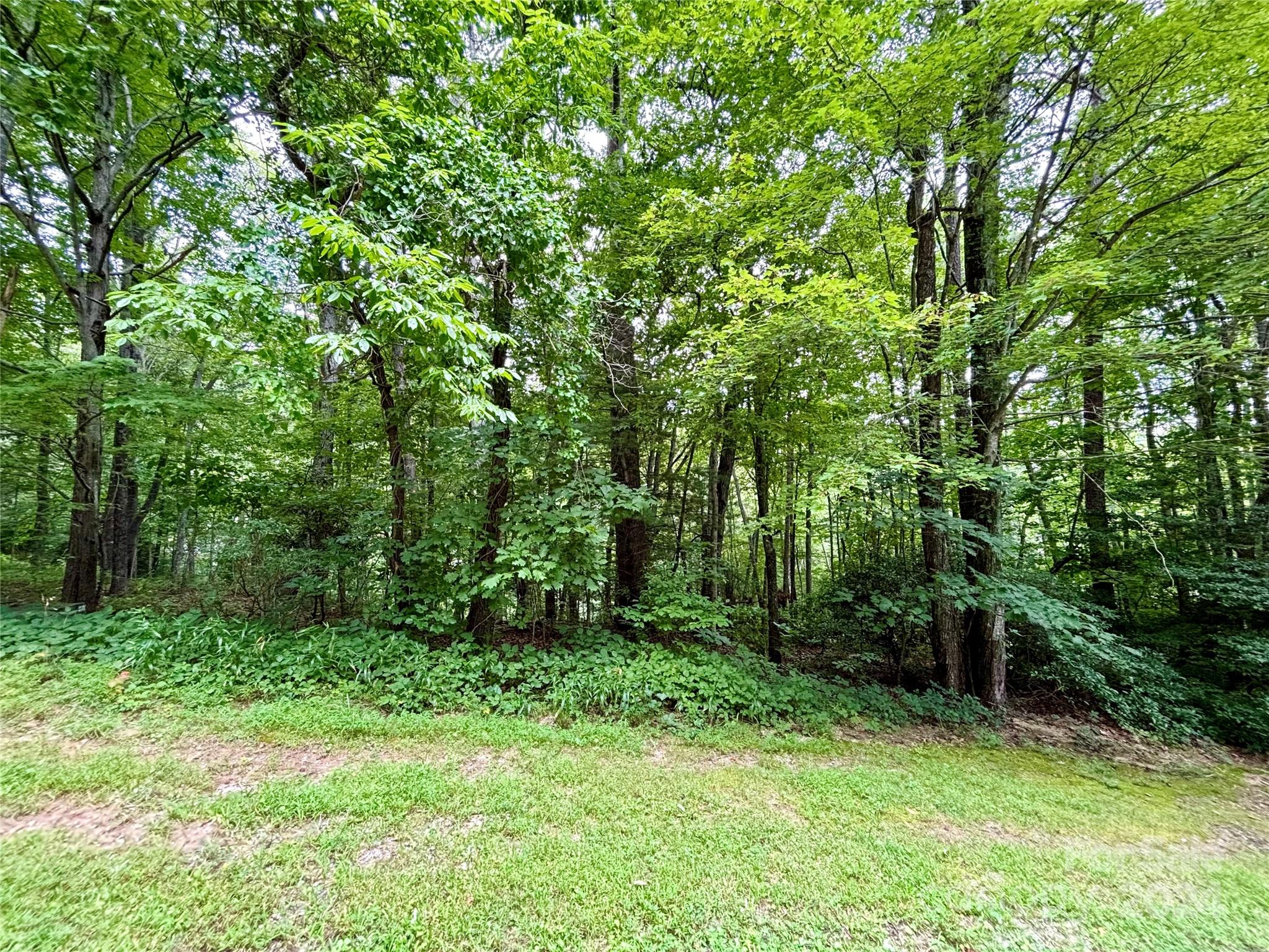 a view of lush green forest