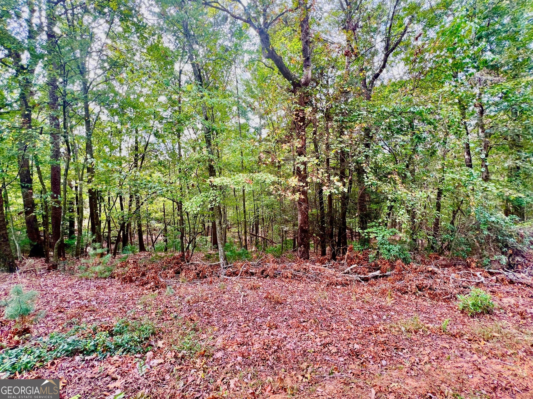 a view of outdoor space with lots of trees