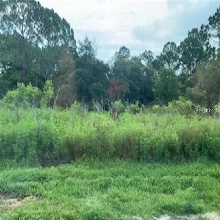 a view of a lush green forest