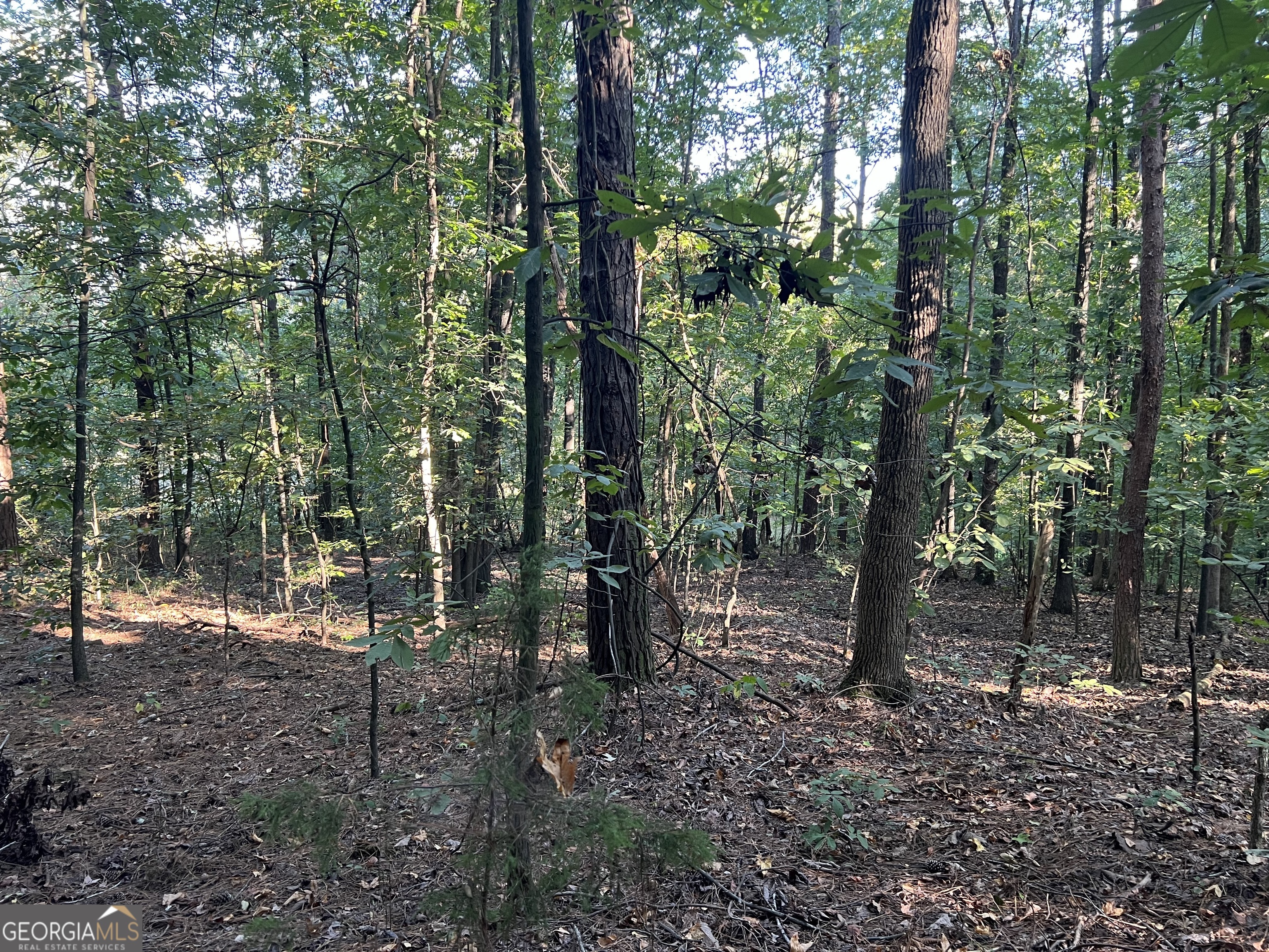 a view of a forest filled with trees