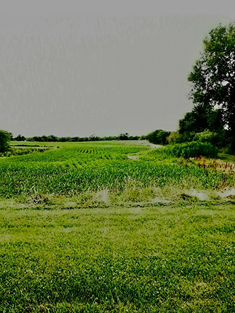 a view of yard with green space