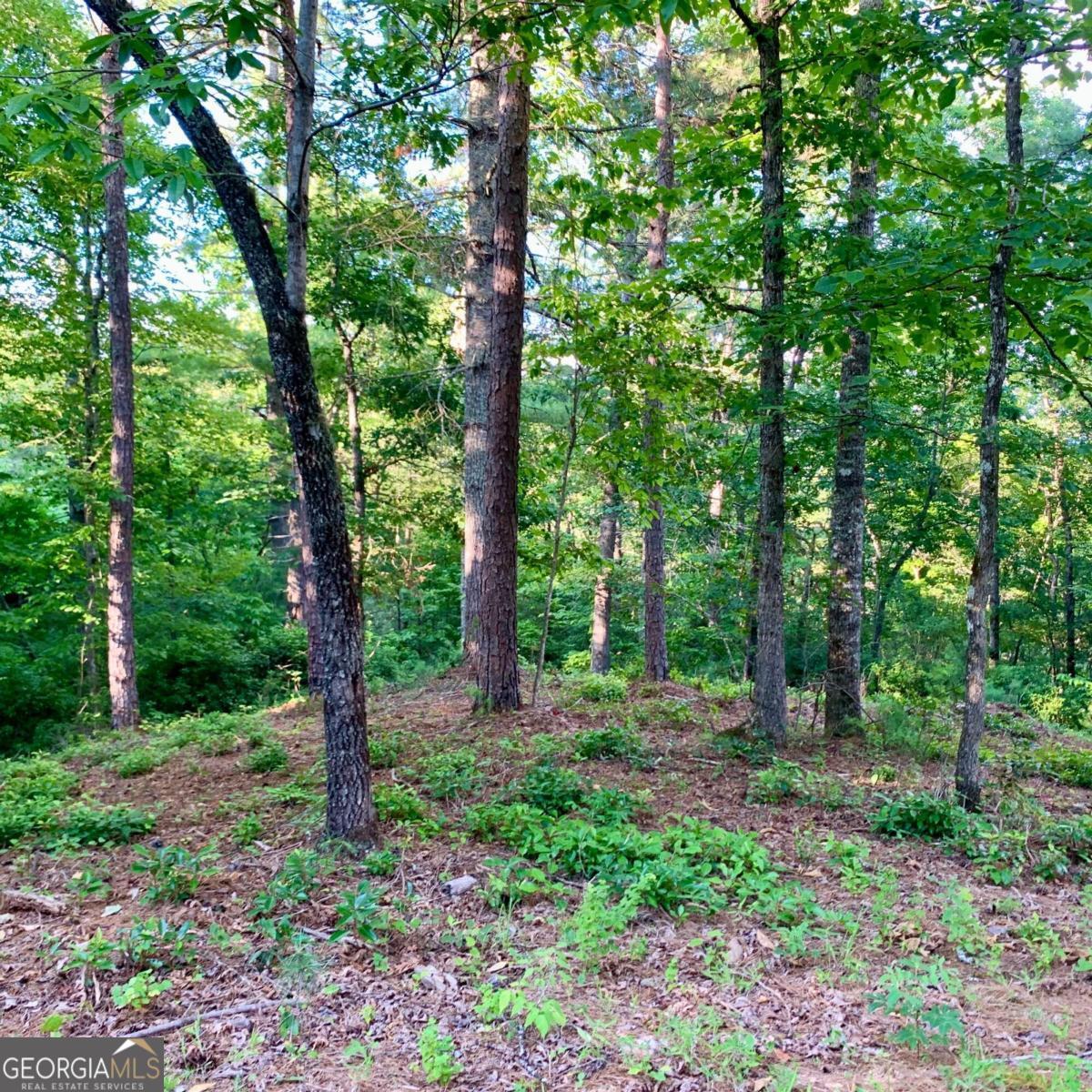 a view of a forest with trees