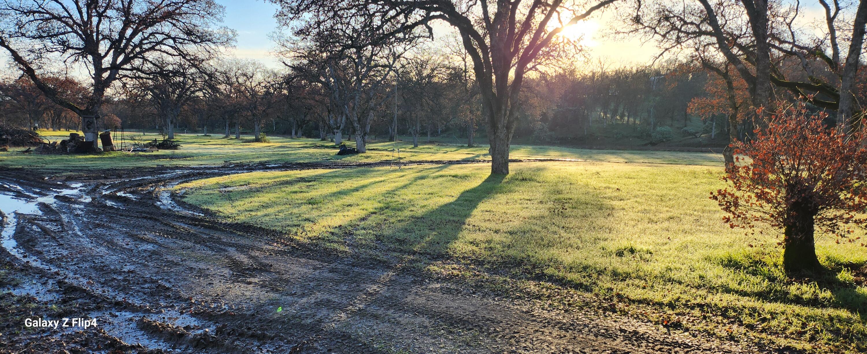 a view of a yard with trees