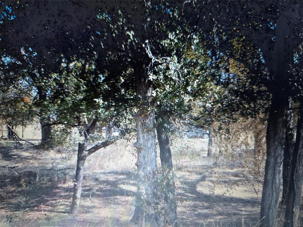 a view of a yard with large tree