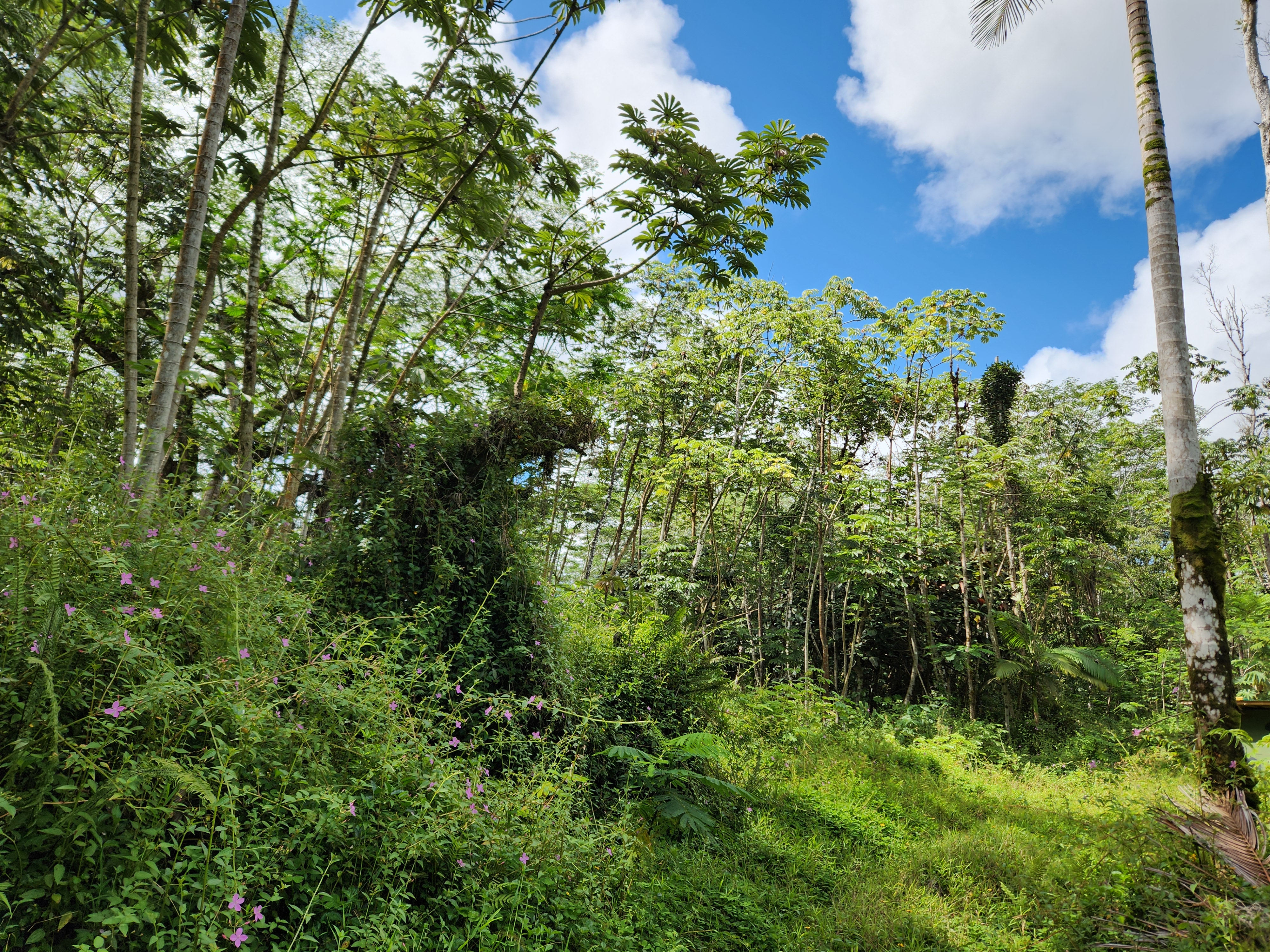 a view of a tree