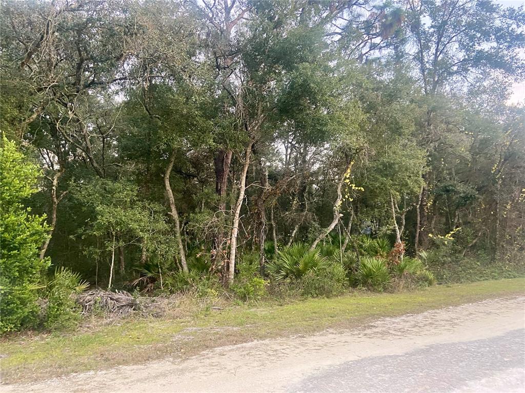 a view of a yard with plants and large trees