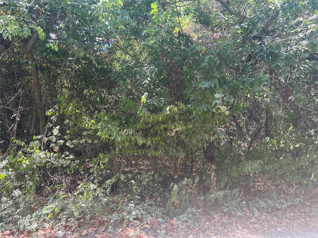 a view of a forest with a tree