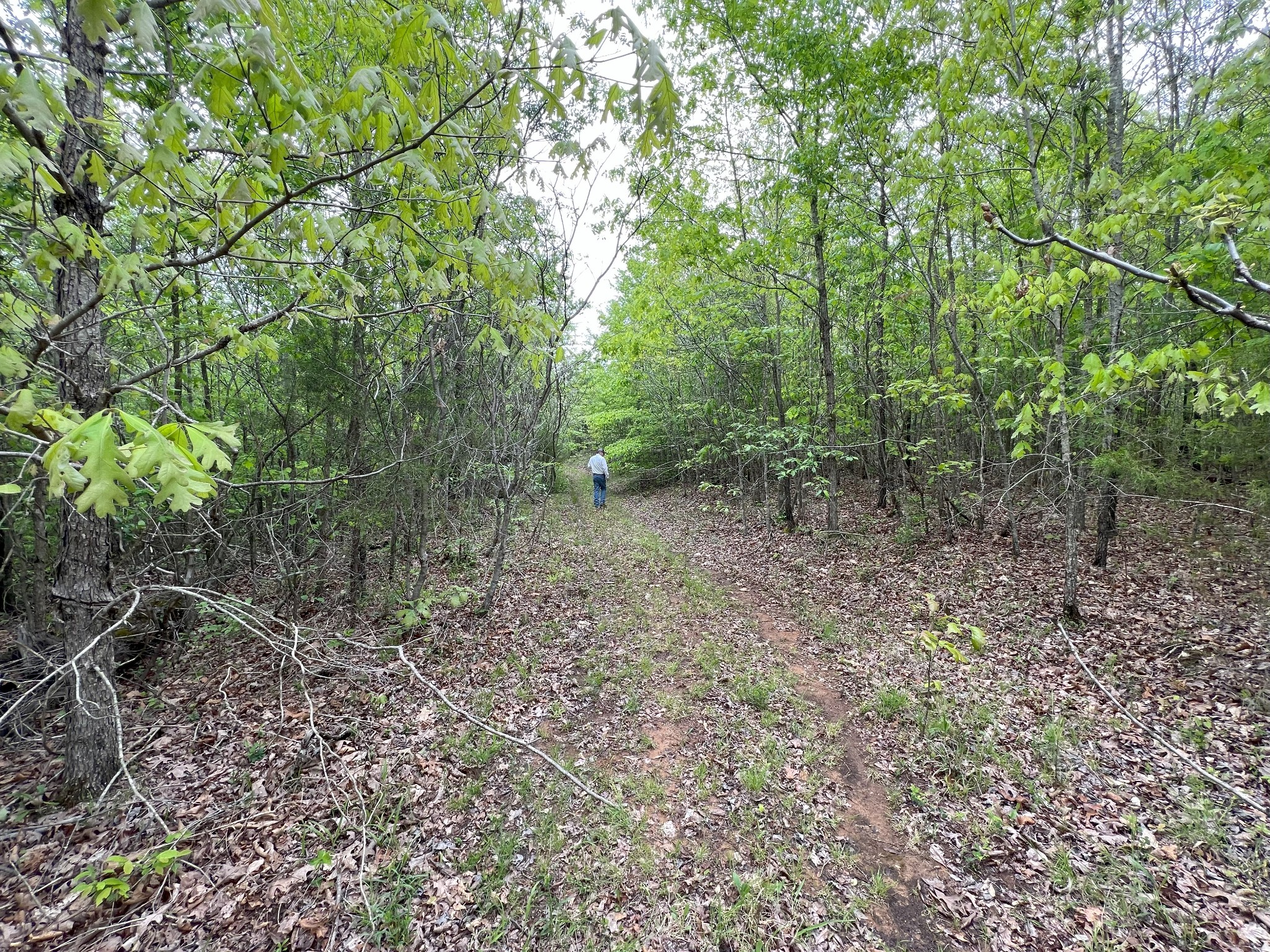 a view of a forest that has large trees