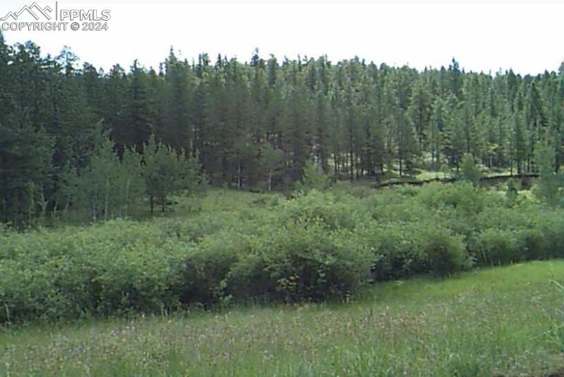 a view of a lush green forest with lots of trees