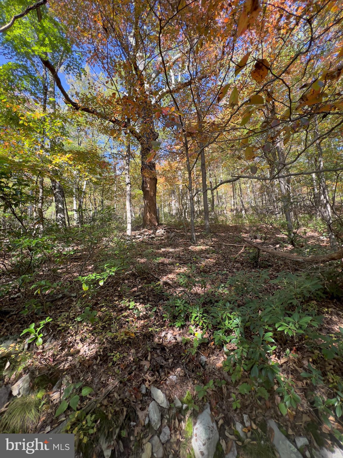 a view of a yard with a tree