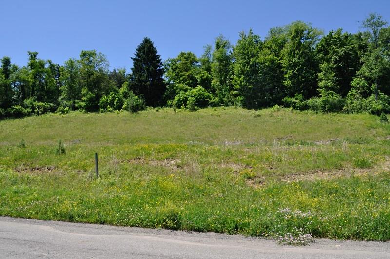 a big yard with lots of green space