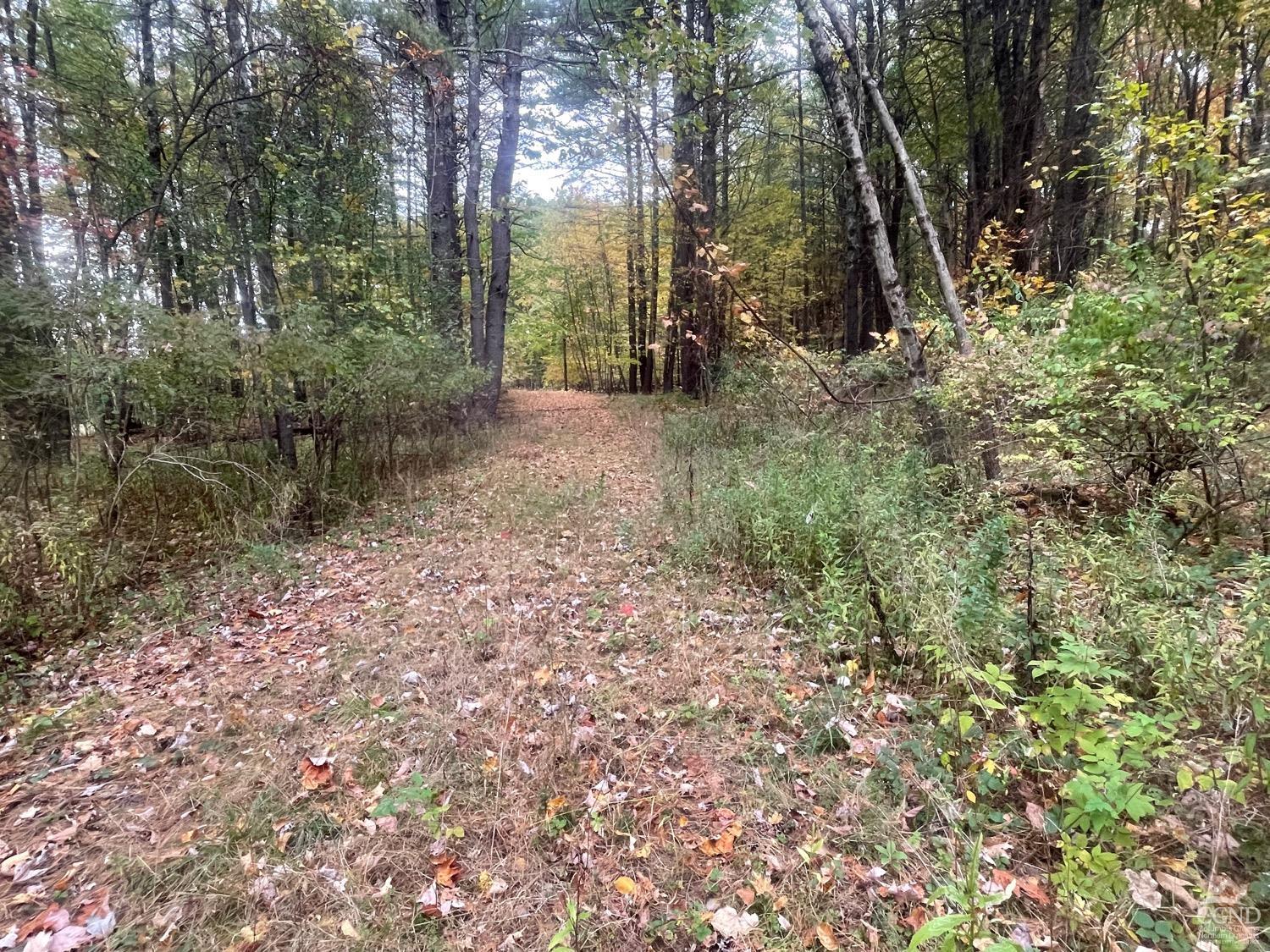 a view of a forest with trees in the background