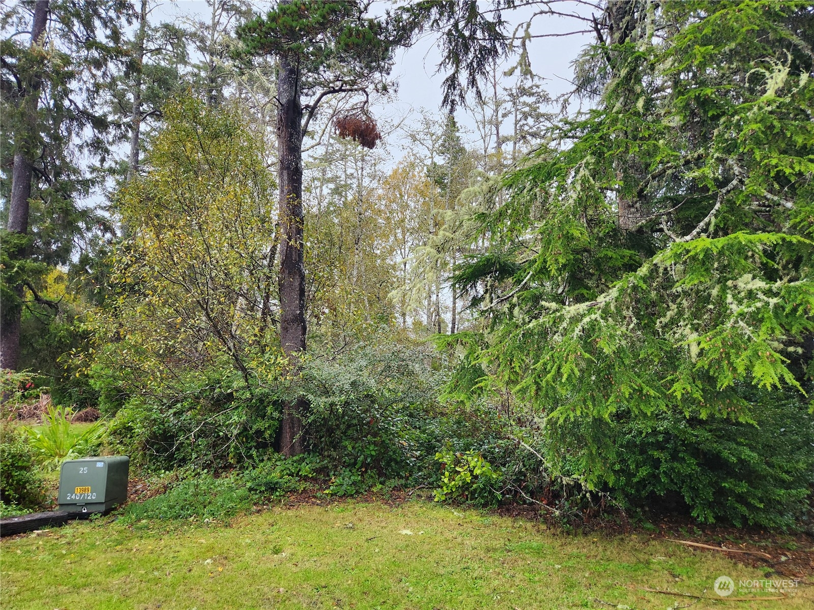 a view of a yard with large trees