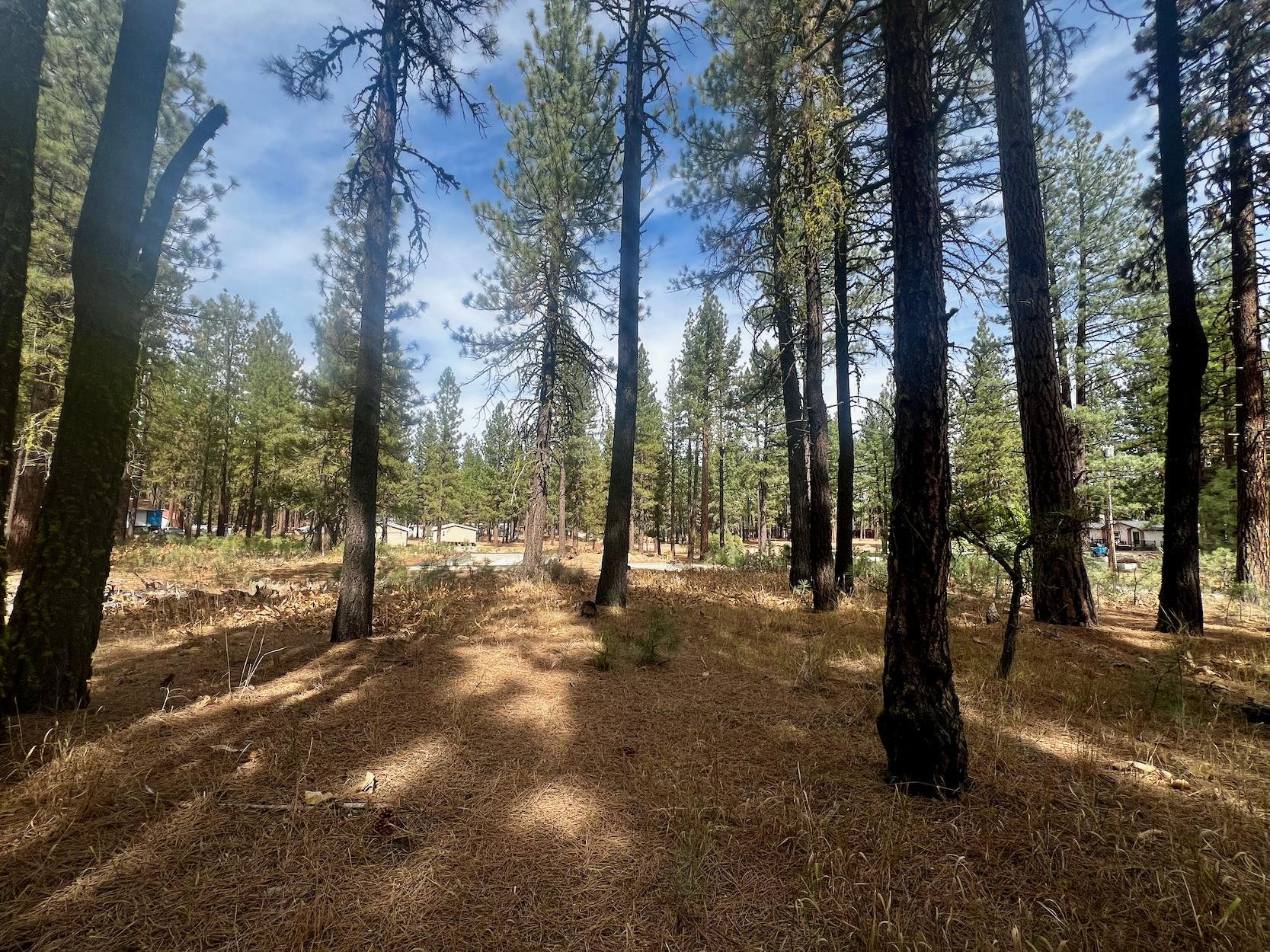 a view of outdoor space with trees