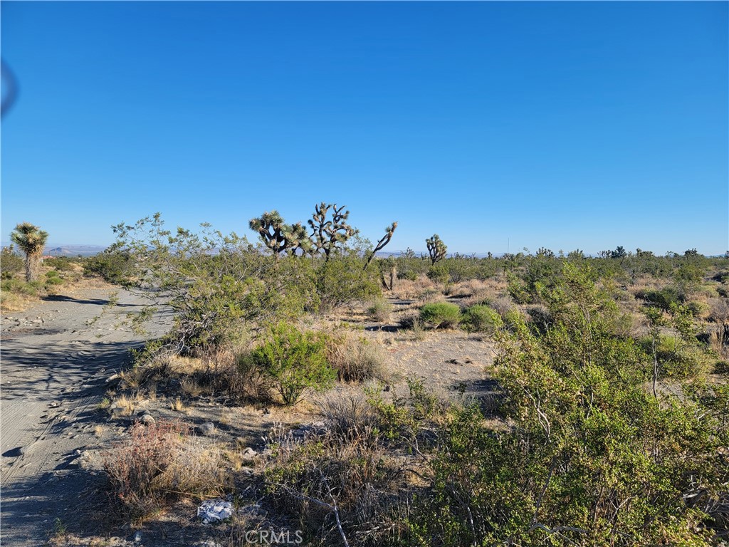 a view of a bunch of trees in a field