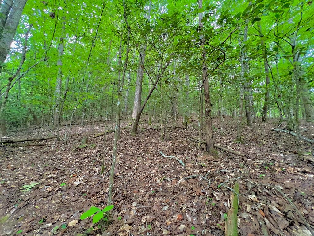 a view of a yard with lots of trees