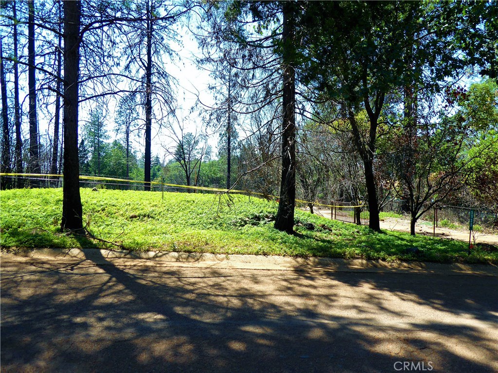 a view of a park with large trees