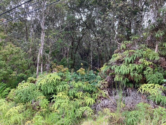 a view of a garden with plants