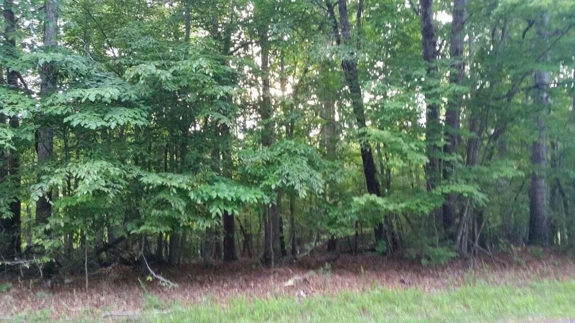 a view of a lush green forest