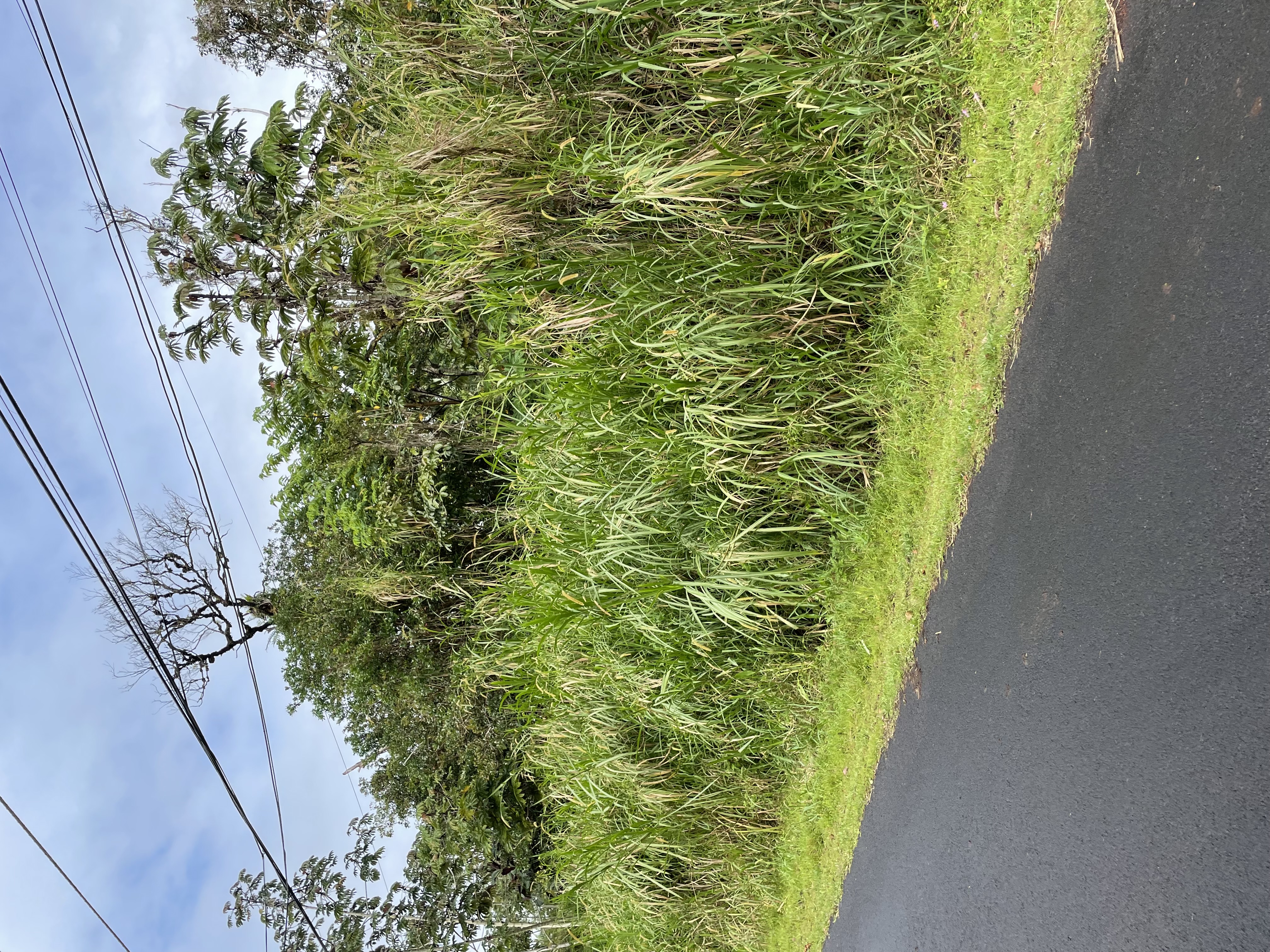 a view of a yard and a garden