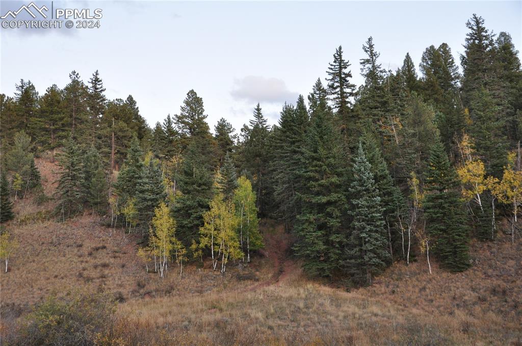 a view of a forest with trees in the background