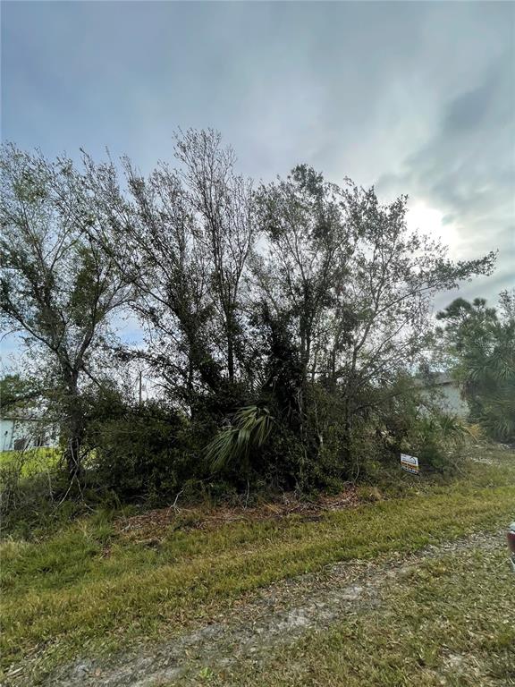 a view of a yard with trees